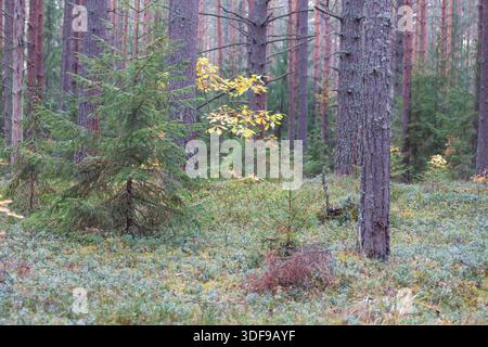 The forest in October. A walk in the depths of the forest in autumn. Deciduous and coniferous trees, natural forest background. Stock Photo