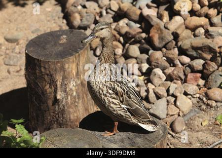 Mallard duck standing on a stump and looks at camera Stock Photo
