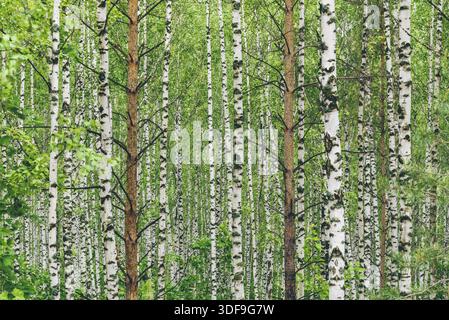 Two pine trees in birch grove. Background Stock Photo