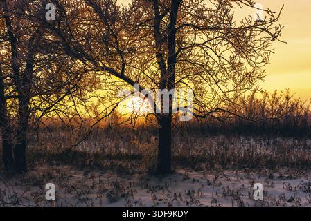Winter sunset in forest. Tree back-lit with sunlight Stock Photo