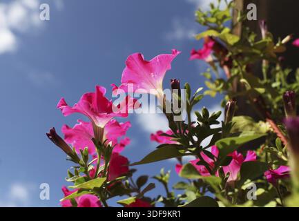 Flowers of red petunias on background blue sky Stock Photo