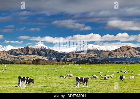 Pastoral landscape with grazing cows and snowy mountains in New Zealand Stock Photo