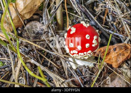 Small fly agaric mushroom grows in forest Stock Photo