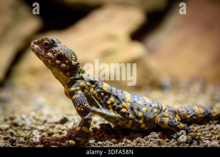 Spotted Sentinel – A vibrantly patterned lizard rests on gravel, its textured skin glowing against a rocky backdrop Stock Photo