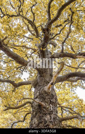 Oak tree in autumn colour viewed from below, with golden foliage and textured bark. Stock Photo
