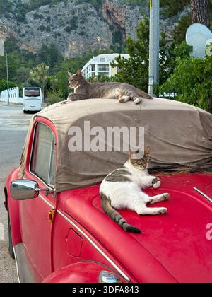 Two cats resting on an old red car. Relaxation, comfort, and street animal life in an urban neighborhood. Stock Photo