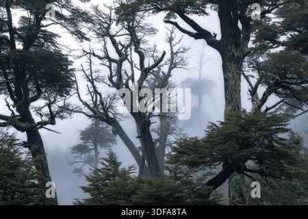 High-resolution photograph featuring ancient trees shrouded in thick fog. Emphasizes natural texture, silhouette, and moody atmosphere. Stock Photo