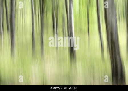 Sand birch (Betula pendula), blurred, long exposure, ICM, Brachter Wald, Brueggen-Bracht, North Rhine-Westphalia, Germany Stock Photo
