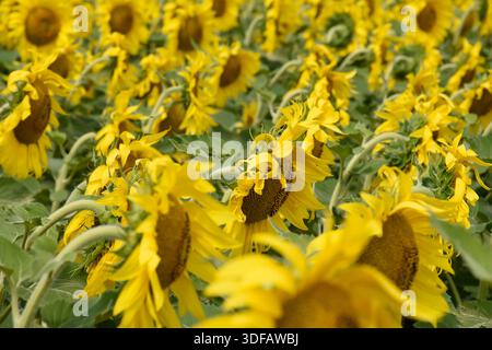 Bountiful sunflower harvest in summer field in Ukraine. Beautiful yellow flowers on windy weather. Sun shine on flowers petals. Stock Photo