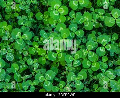 Green clover leaves texture Background for Saint Patrick's day. Abstract pattern with a shamrock. Springtime nature background. Stock Photo