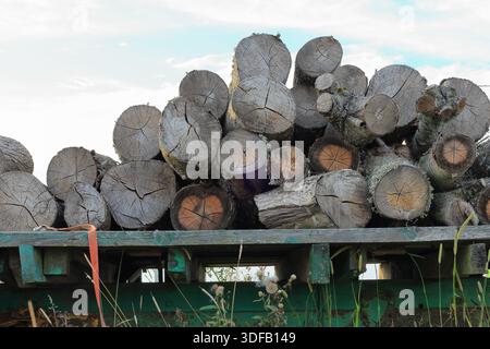 Timber log. Cut off wood. Mostly pine and birch trees. Stock Photo