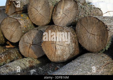 Timber log. Cut off wood. Mostly pine and birch trees. Stock Photo