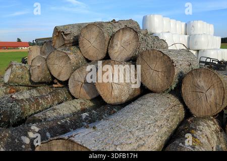 Timber log. Cut off wood. Mostly pine and birch trees. Stock Photo