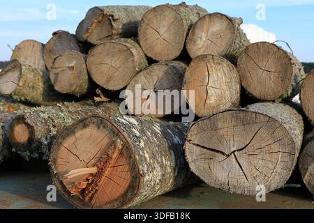 Timber log. Cut off wood. Mostly pine and birch trees. Stock Photo