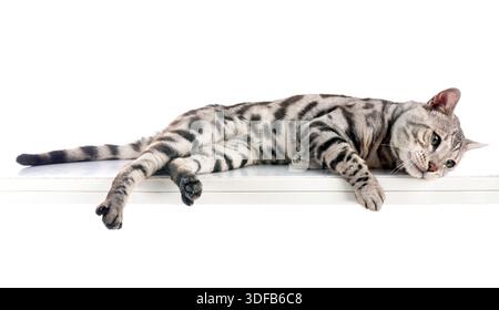 bengal cat in front of white background Stock Photo