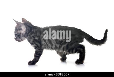 bengal cat in front of white background Stock Photo