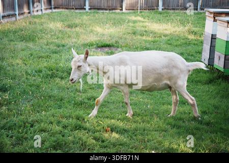 This image shows a light-colored goat walking on a grassy area. Stock Photo
