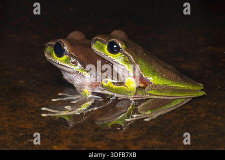 Australian Blue Mountains Tree Frog pair Stock Photo