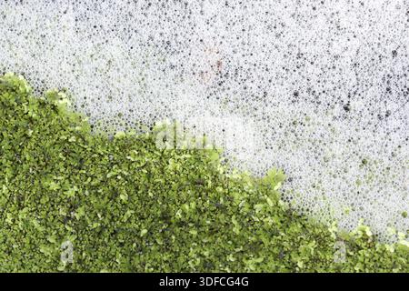 Peaceful textured background featuring green moss powder next to grey speckled marble stone surface showcasing natural earthy contrast and organic min Stock Photo