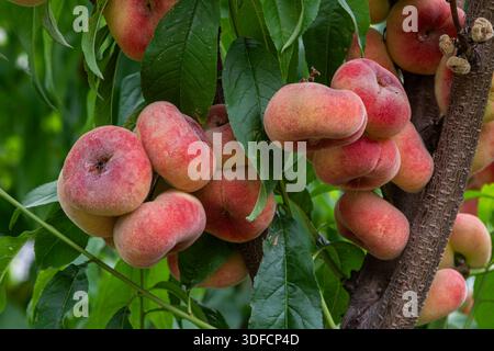 Ripe Saturn peaches cluster on a lush tree showcasing their unique doughnut shape and vibrant colors ready for harvesting in warm summer sunlight. Stock Photo