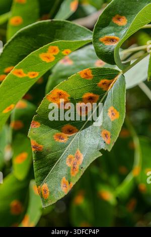 Pear diseases. Diseases of fruit plants Stock Photo - Alamy