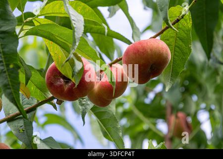 Several Saturn peaches on a branch display their distinctive round shape and reddish skin while nestled among vibrant green foliage in a sunny orchard Stock Photo