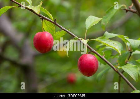 Two ripe cherry plum fruits dangle from a branch in a garden surrounded by green leaves. The vibrant red of the plums contrasts beautifully with the l Stock Photo