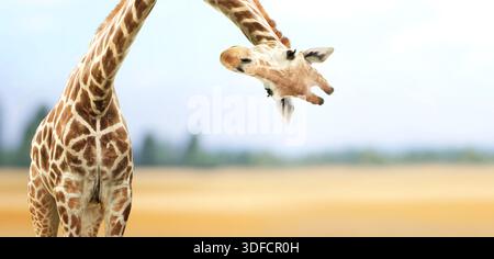 Horizontal nature banner with giraffe face head hanging upside down. Curious giraffe peeks from above. Cute giraffe looks interested on summer landsca Stock Photo