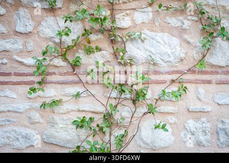 Lush green ivy climbing an old textured stone wall with rustic brick details, creating a natural organic background Stock Photo