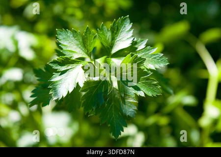 Parsley plant, a grown worldwide herb, widely used in foods and also as medicine. Parsley contains vitamins B1, B2, C, and K. Stock Photo