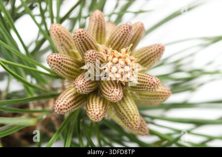Pollen cones on an Austrian Pine Stock Photo