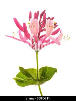 Red  honeysuckle  flower isolated on white background Stock Photo