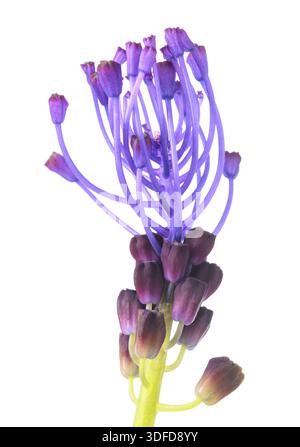 Tassel hyacinth flower isolated on white background Stock Photo