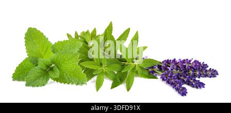 Lemon verbena lemon balm and lavender isolated on white background Stock Photo