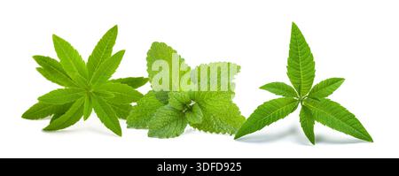Fresh lemon balm and Lemon verbena  isolated on white background Stock Photo