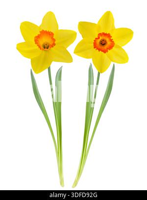 Yellow  Daffodils flowers isolated on white background Stock Photo