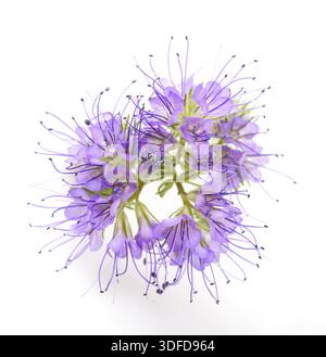 lacy phacelia, blue tansy  isolated on white background Stock Photo