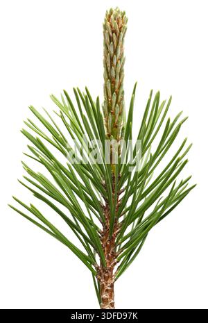 Mugo pine branch  isolated on white background Stock Photo