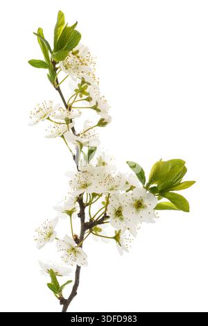 Plum branch with flowers isolated on white background Stock Photo