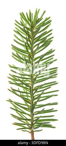 European silver fir  isolated on white Stock Photo