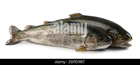 freshly caught trout Couple isolated on white background Stock Photo