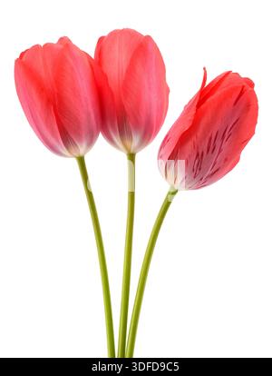 Red tulips flowers isolated on white background Stock Photo
