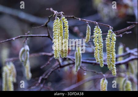 The Catkin is the male flower of the Hazel tree that develops in winter. They are much larger than the tiny red female catkin and rely on the wind Stock Photo