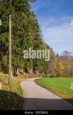 A quiet forest path runs along a green meadow bordered by tall pine trees. Stock Photo