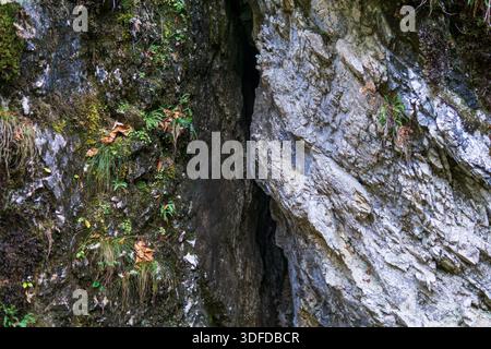 A narrow limestone rock fissure inside a mountain gorge with moss and small plants growing on the cliff walls. Stock Photo