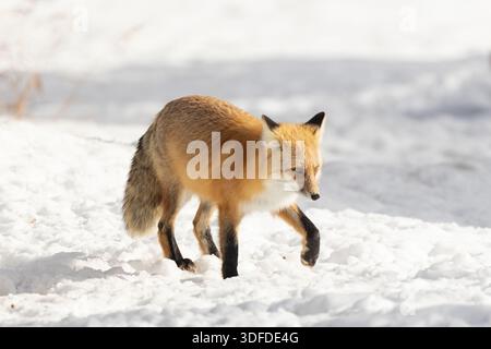 Red Fox in Snowy Landscape Walks Through Winter Snow, Showing Qu Stock Photo