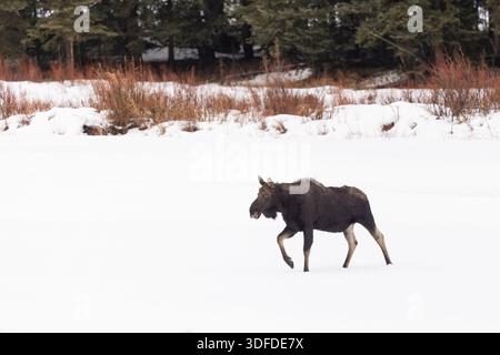 Bull Moose that already lost its antlers, Walking Through Snow i Stock Photo