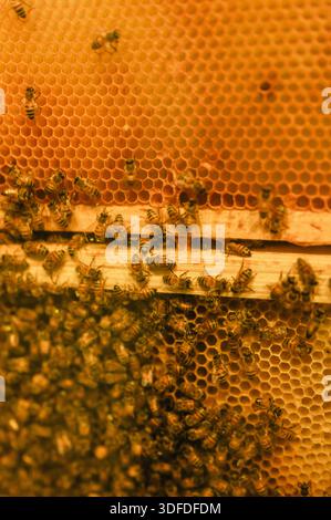 Bees gathering on a vibrant honeycomb in a wooden hive frame Stock Photo