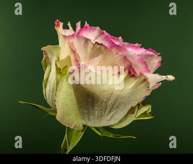 Close up of pink rose with dew drops Stock Photo - Alamy