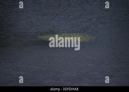 High-angle shot of a small patch of green aquatic plants floating on dark, rippled water. Minimalist nature photography. Stock Photo